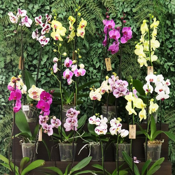Orquídea Phalaenopsis Pink Listrada para Presente