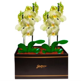 Imagem de Dupla de Orquídeas Amarelas para Presente