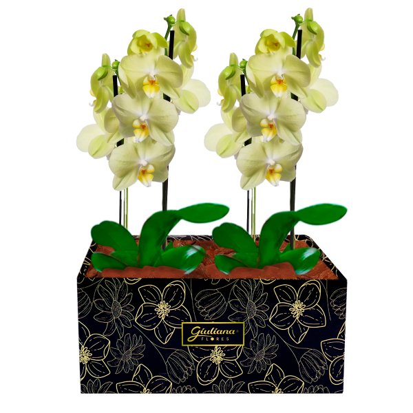 Dupla de Orquídeas Amarelas para Presente