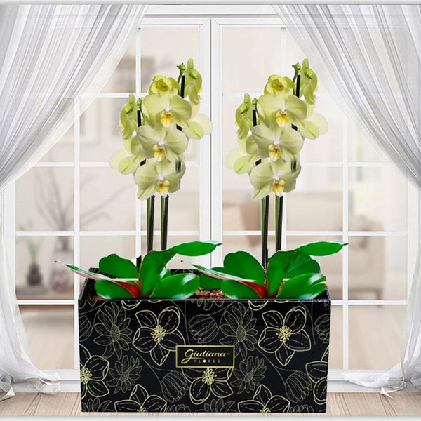 Dupla de Orquídeas Amarelas para Presente