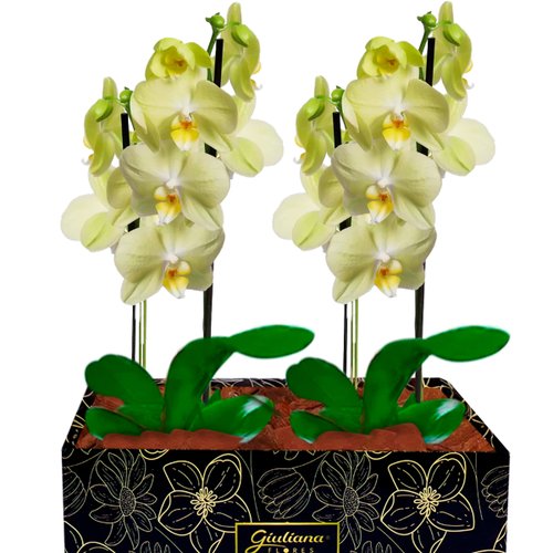 Dupla de Orquídeas Amarelas para Presente