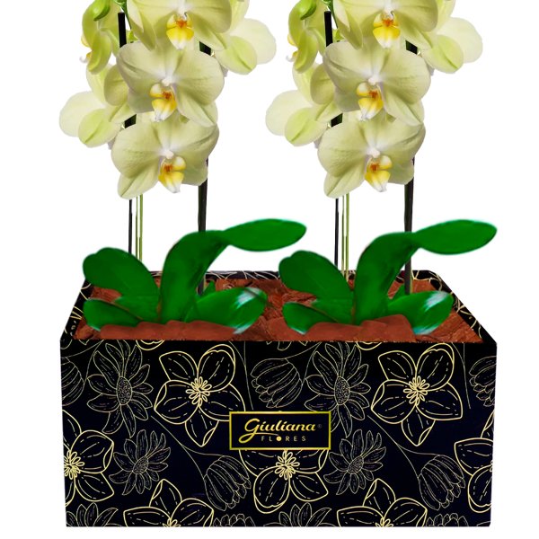 Dupla de Orquídeas Amarelas para Presente