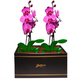 Imagem de Dupla de Orquídeas Pink para Presente