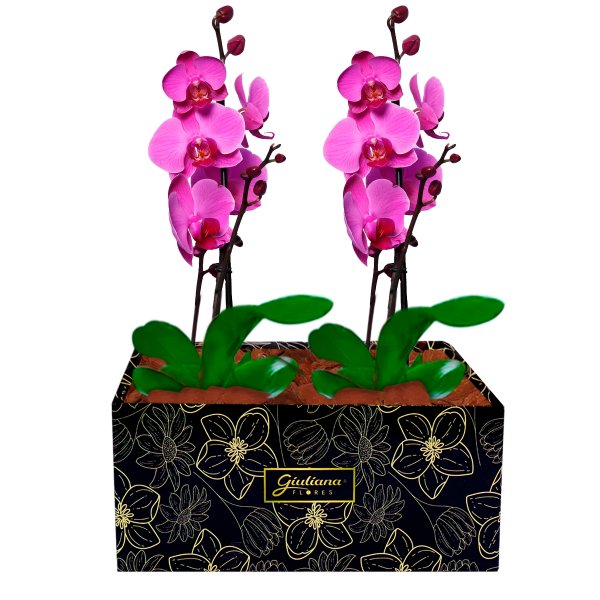 Dupla de Orquídeas Pink para Presente