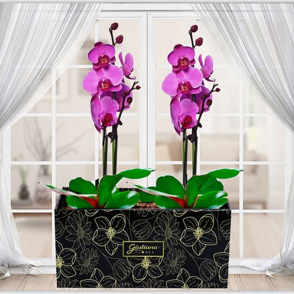 Dupla de Orquídeas Pink para Presente