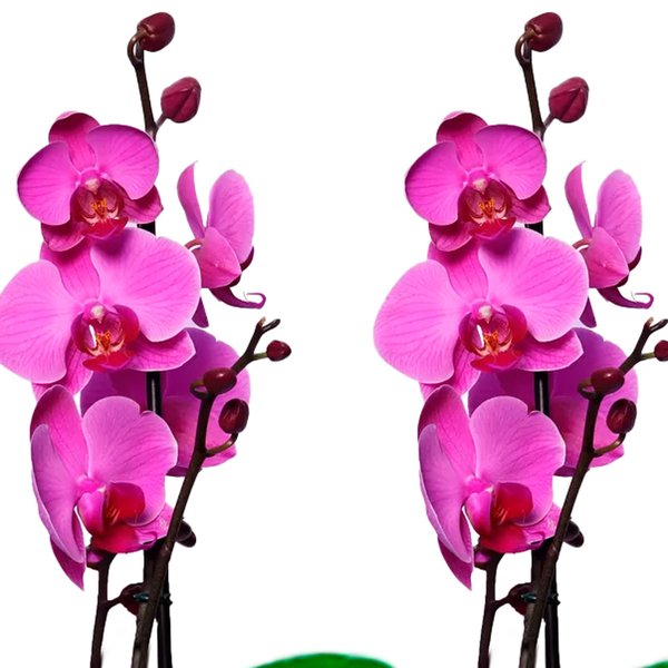 Dupla de Orquídeas Pink para Presente