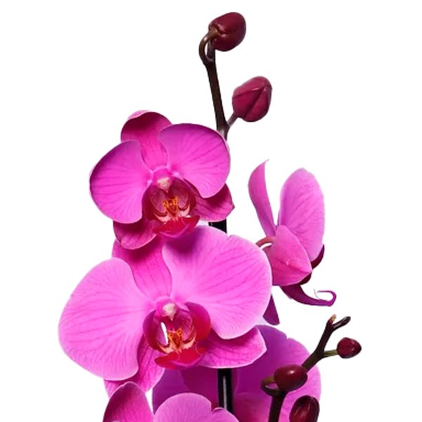 Dupla de Orquídeas Pink para Presente