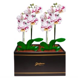 Imagem de Dupla de Orquídeas Branca Mesclada para Presente