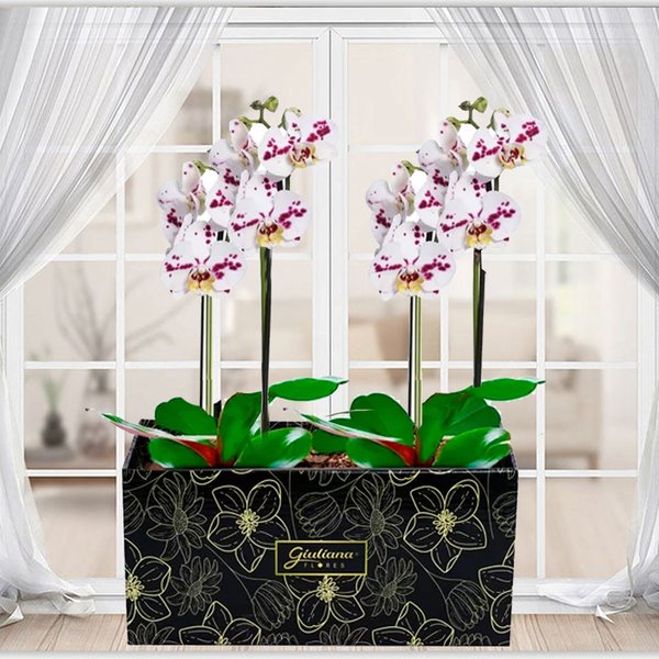 Dupla de Orquídeas Branca Mesclada para Presente