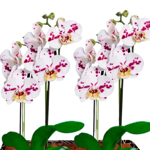 Dupla de Orquídeas Branca Mesclada para Presente