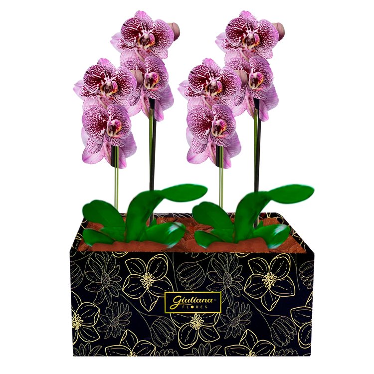 Dupla de Orquídeas Pink Listrada para Presente