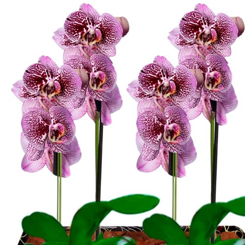 Dupla de Orquídeas Pink Listrada para Presente