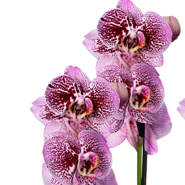 Dupla de Orquídeas Pink Listrada para Presente
