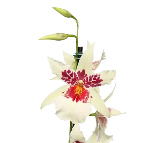 Dupla de Orquídeas Miltonia Branca para Presente