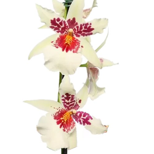 Dupla de Orquídeas Miltonia Branca para Presente