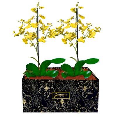 Dupla de Mini Orquídeas Chuva de Ouro para Presente