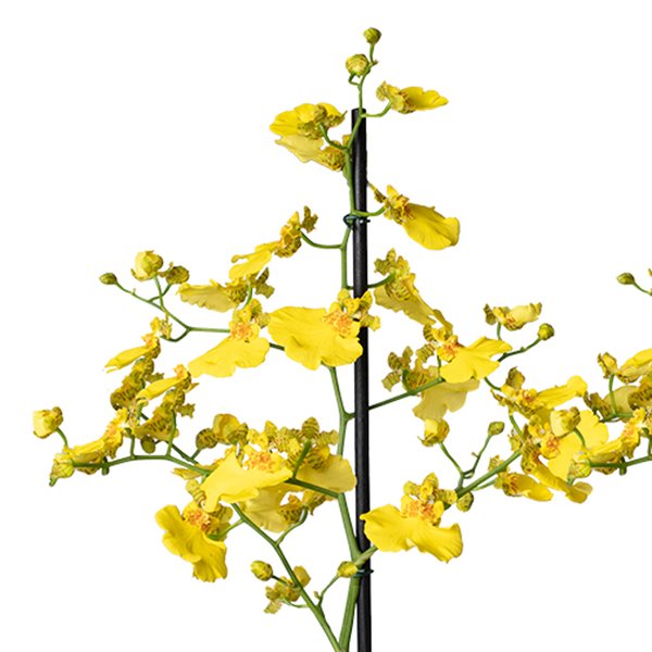 Dupla de Mini Orquídeas Chuva de Ouro para Presente