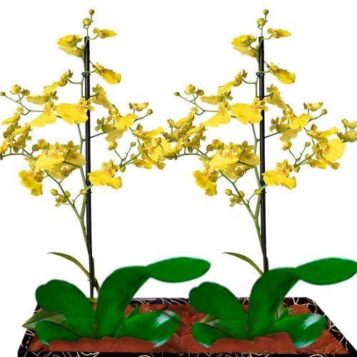 Dupla de Mini Orquídeas Chuva de Ouro para Presente