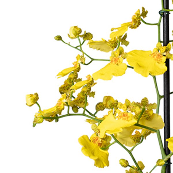 Dupla de Mini Orquídeas Chuva de Ouro para Presente