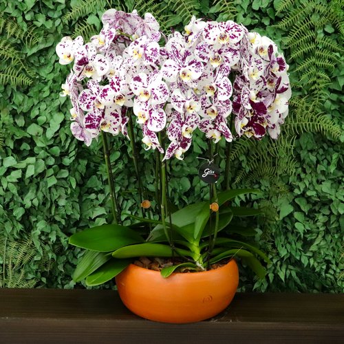 Elegantes Orquídeas Phalaenopsis Branca Mesclada