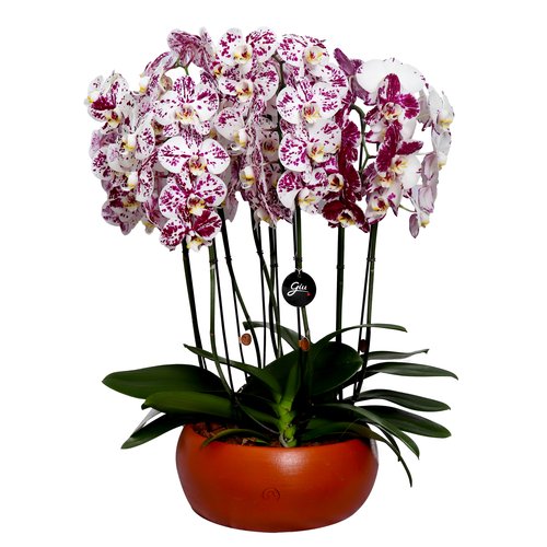 Elegantes Orquídeas Phalaenopsis Branca Mesclada