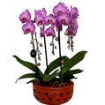Elegantes Orquídeas Phalaenopsis Pink Listrada