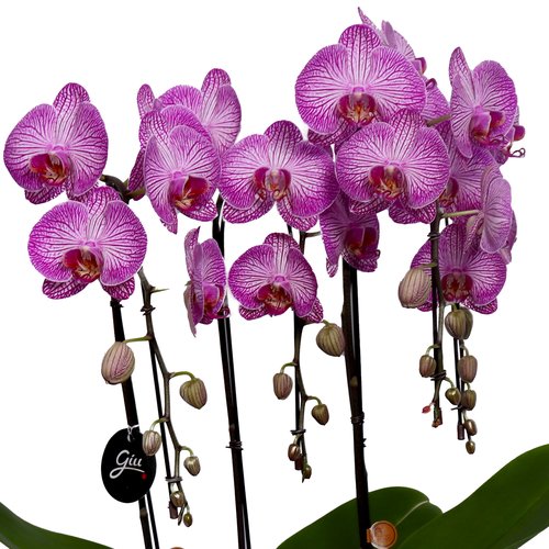 Elegantes Orquídeas Phalaenopsis Pink Listrada