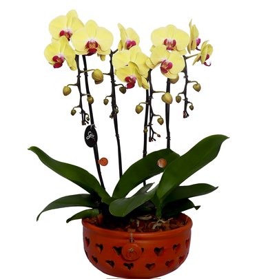 Elegantes Orquídeas Phalaenopsis Amarela com Pink