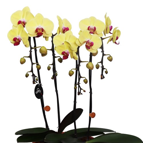 Elegantes Orquídeas Phalaenopsis Amarela com Pink