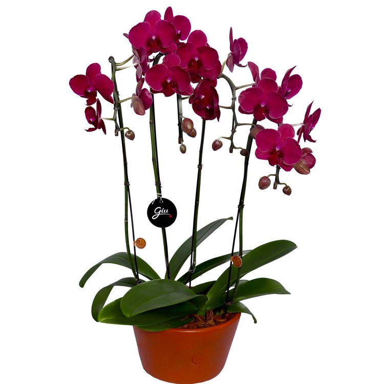 Elegantes Orquídeas Phalaenopsis Marsala