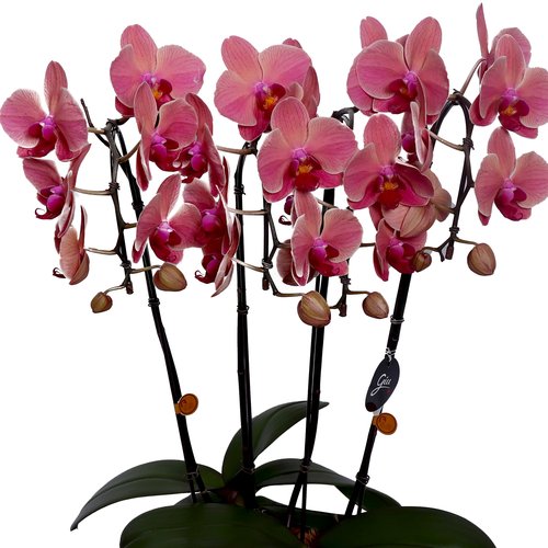 Elegantes Orquídeas Phalaenopsis Cor de Rosa