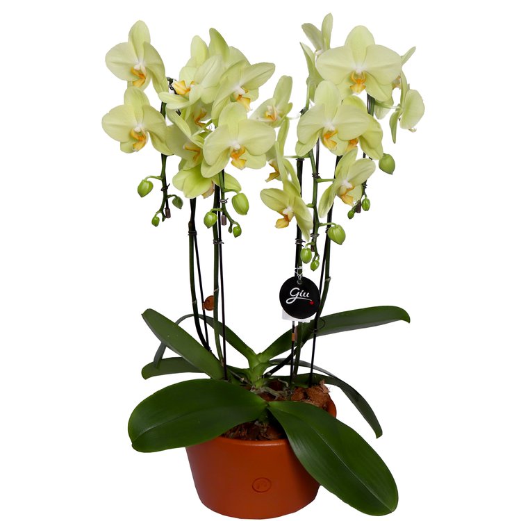 Elegantes Orquídeas Phalaenopsis Amarelas