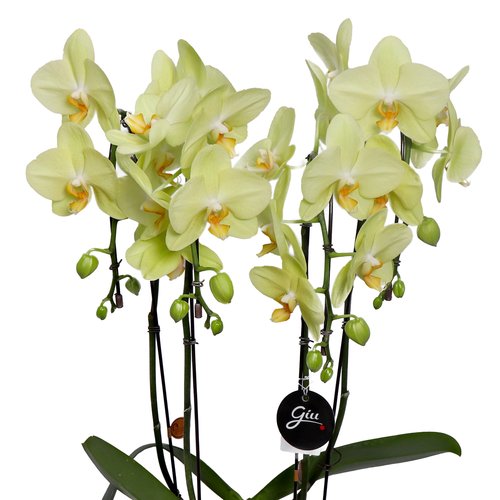 Elegantes Orquídeas Phalaenopsis Amarelas
