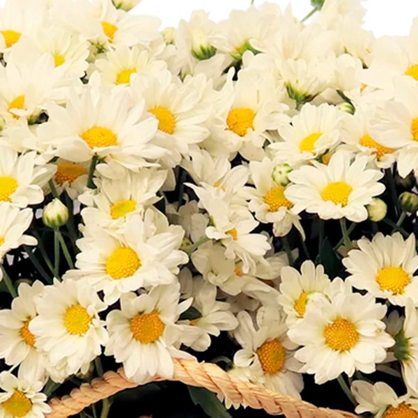 Piquenique de Margaridinhas Brancas e Velas Aromáticas