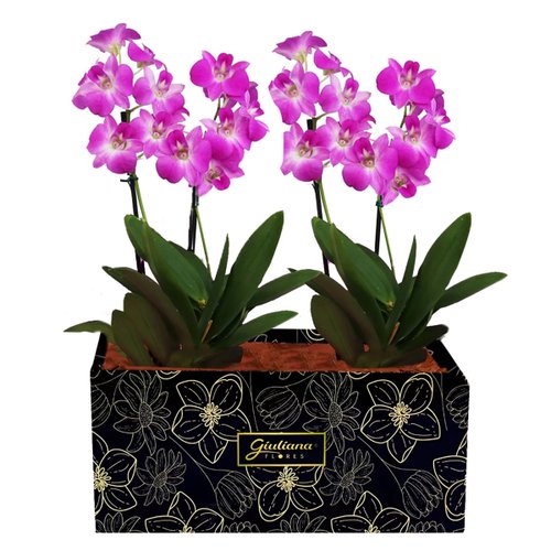 Dupla de Orquídeas Denphale para Presente