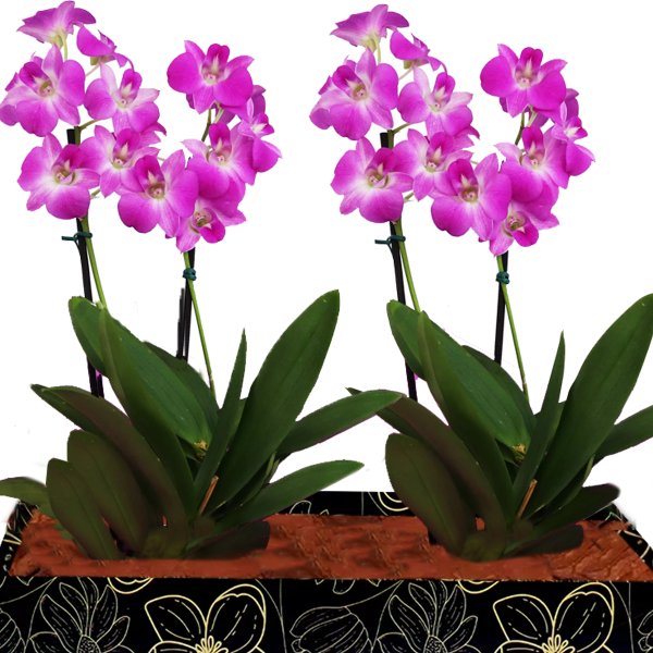 Dupla de Orquídeas Denphale para Presente