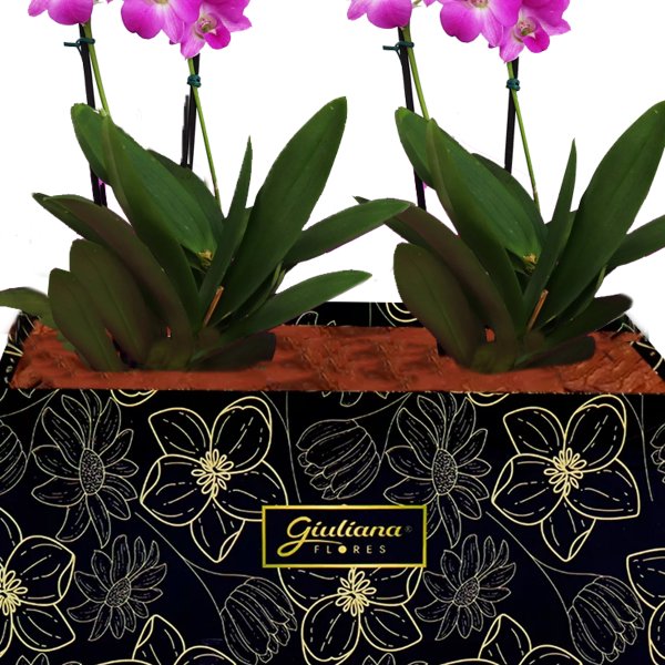 Dupla de Orquídeas Denphale para Presente