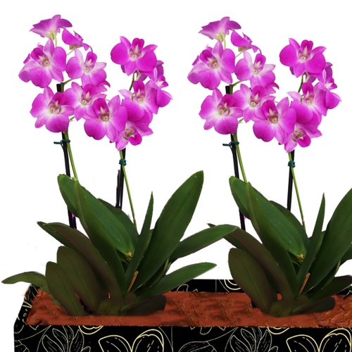 Dupla de Orquídeas Denphale para Presente
