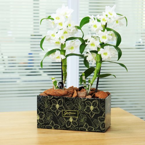 Dupla de Orquídeas Dendrobium Brancas para Presente