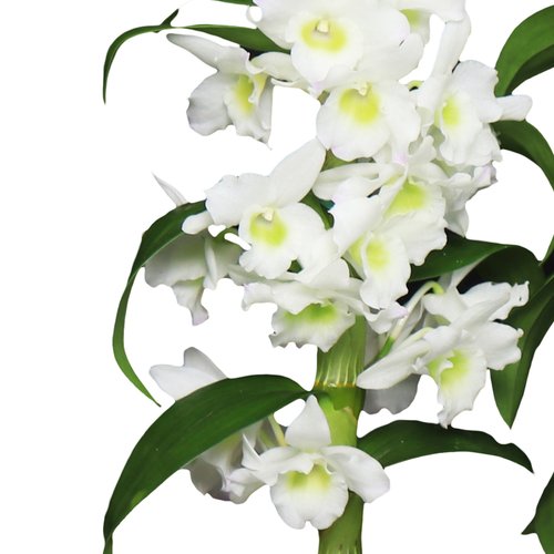Dupla de Orquídeas Dendrobium Brancas para Presente