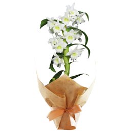 Imagem de Orquídea Dendrobium Branca