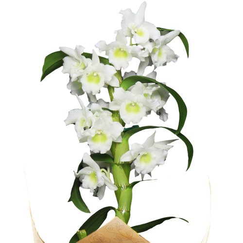 Orquídea Dendrobium Branca
