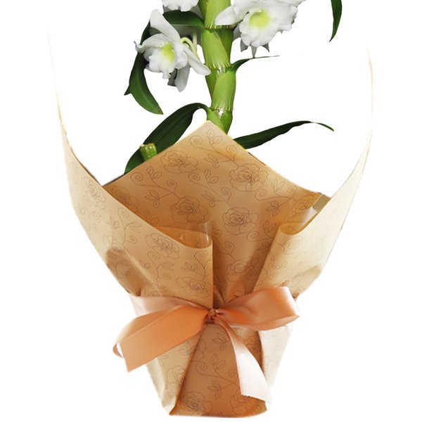 Orquídea Dendrobium Branca