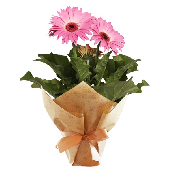 Gérbera Plantada Pink para Presente