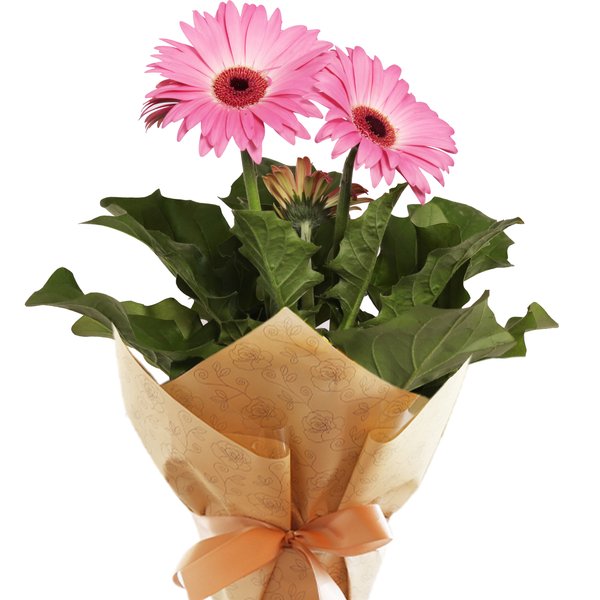 Gérbera Plantada Pink para Presente