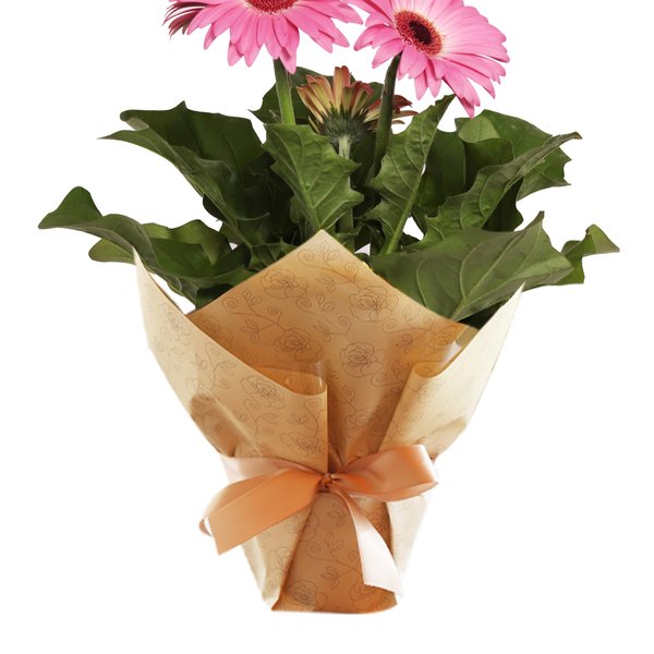 Gérbera Plantada Pink para Presente