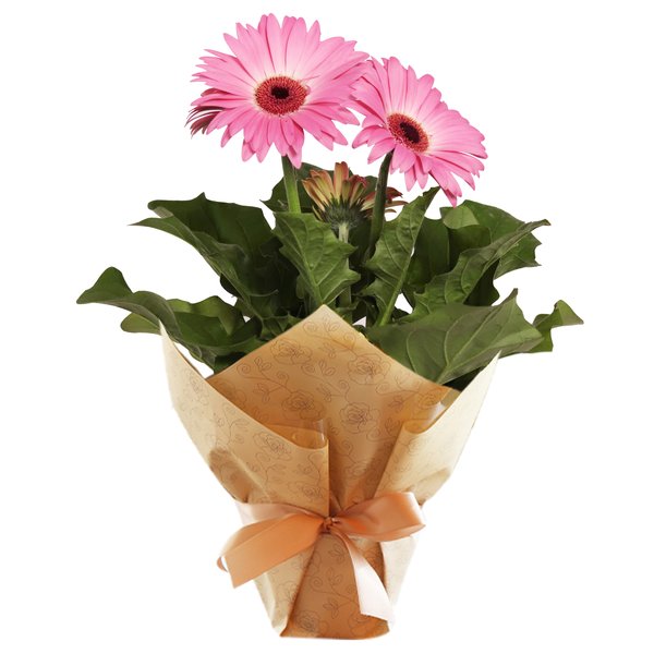 Gérbera Plantada Pink para Presente