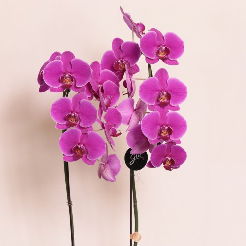 Elegantes Orquídeas Phalaenopsis Lilás