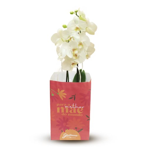 Orquídea Branca Presente Para Melhor Mãe