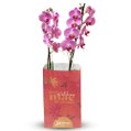 Orquídea Pink Presente Para Melhor Mãe